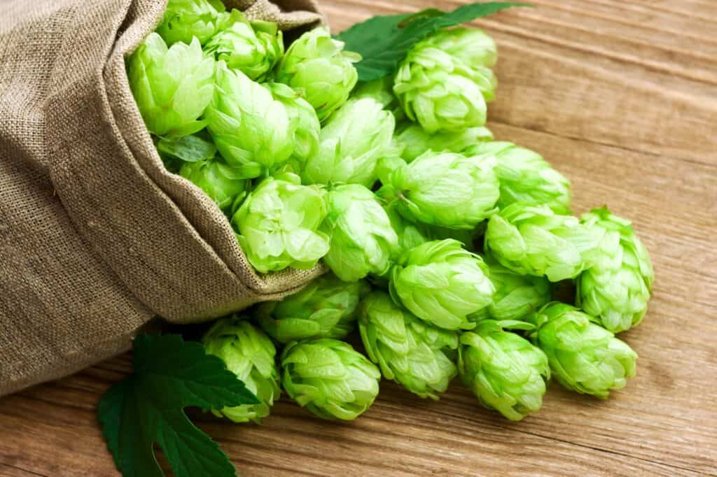 Noble Hops